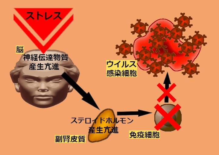 ストレスによる抑制
