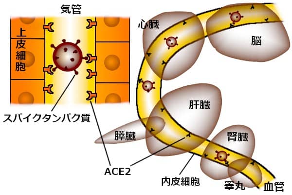 どこにでもあるACE2