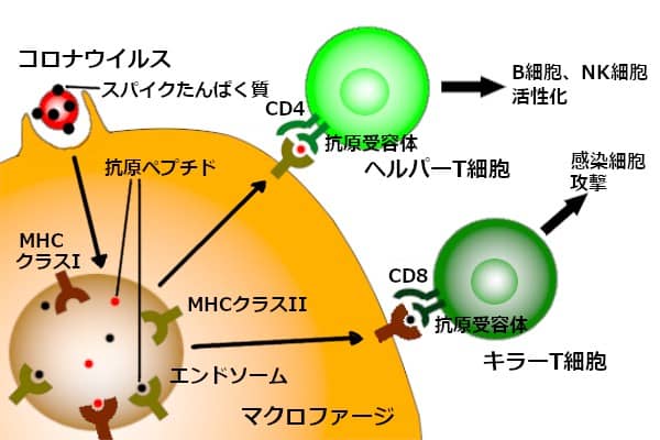 マクロファージによる抗原提示
