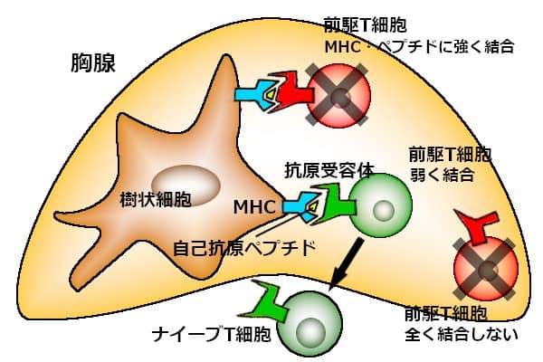 胸腺でクローン選択