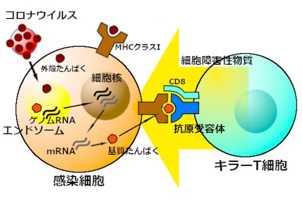 キラーT細胞による攻撃