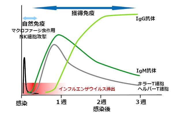 感染後免疫反応