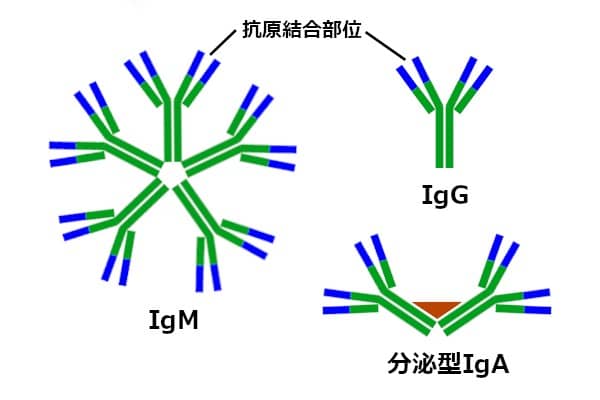 抗体のクラス